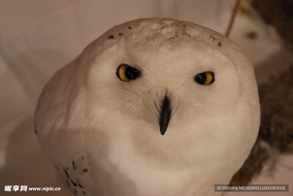 雪白猫头鹰凝视镜头