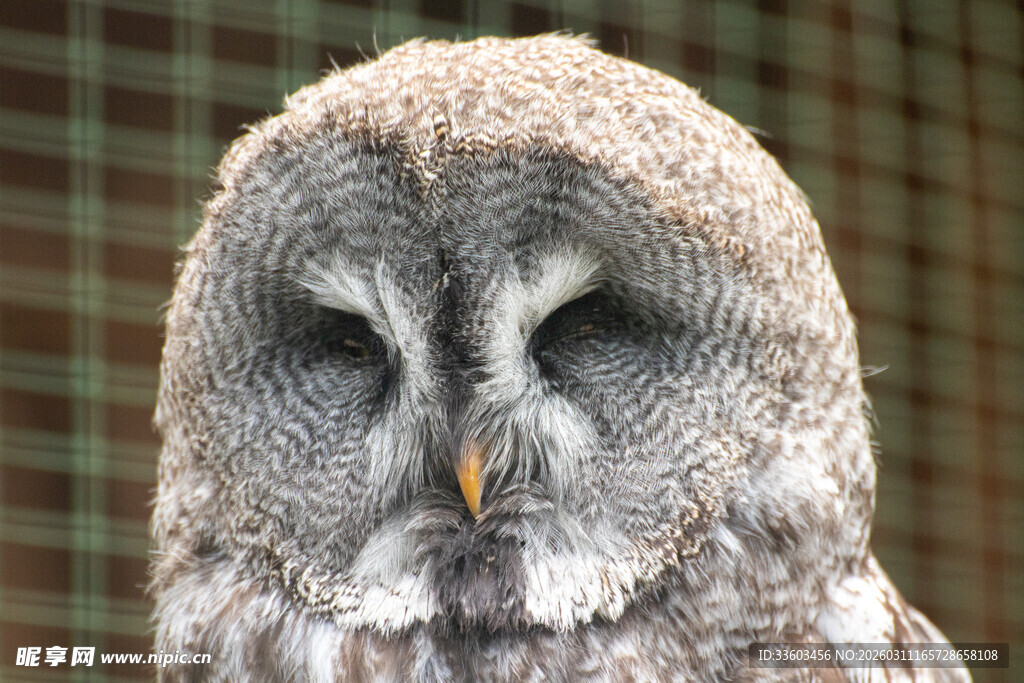 闭眼的灰猫头鹰