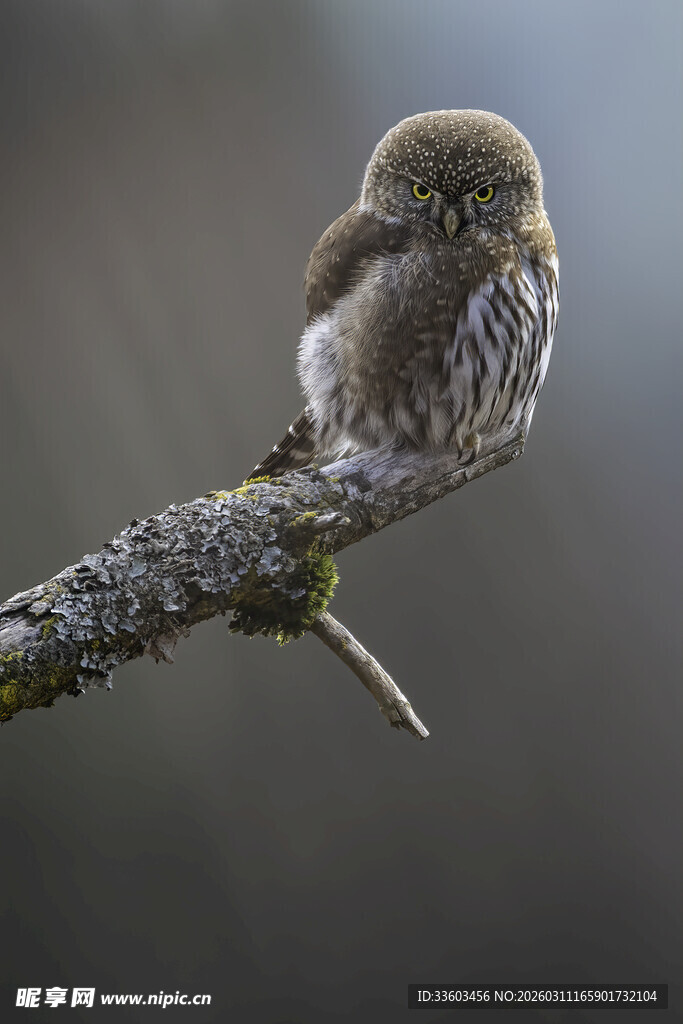 枝头的迷你猫头鹰