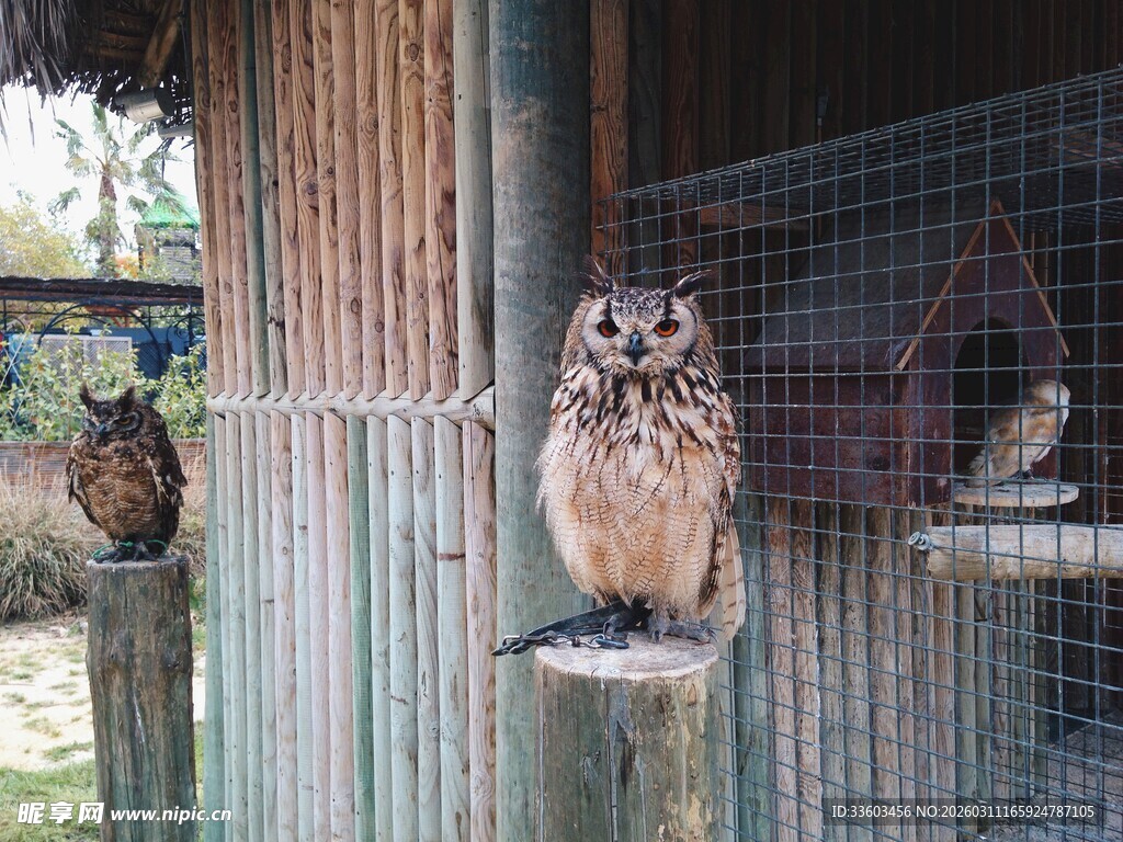 木杆上的可爱猫头鹰