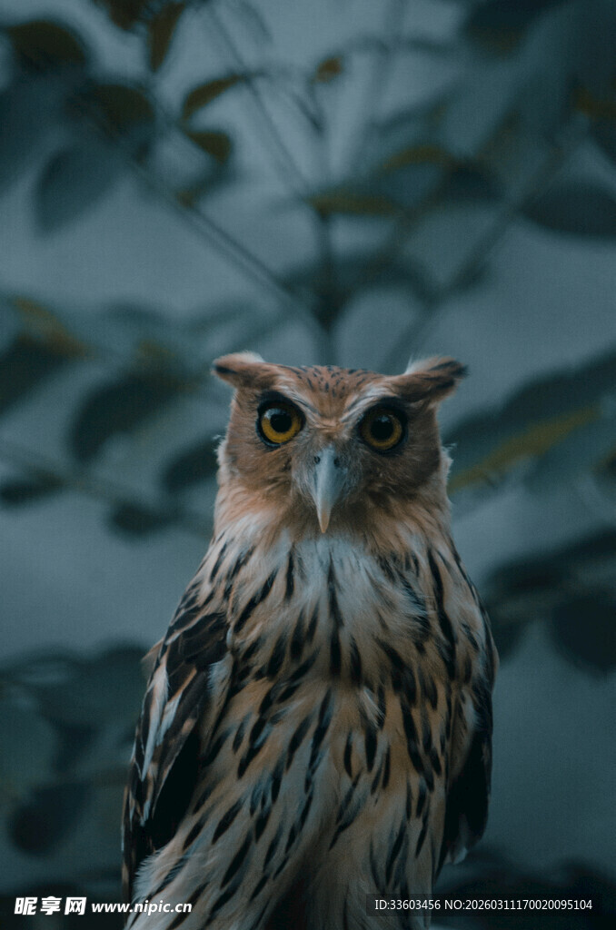 凝视的猫头鹰