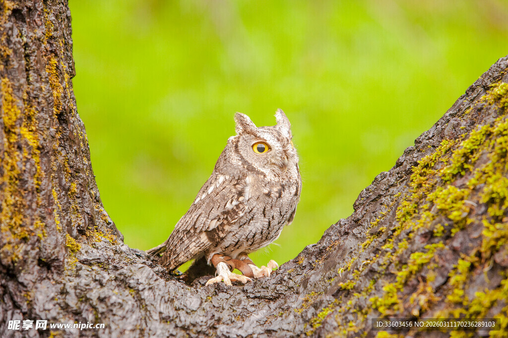 树干上的小巧猫头鹰