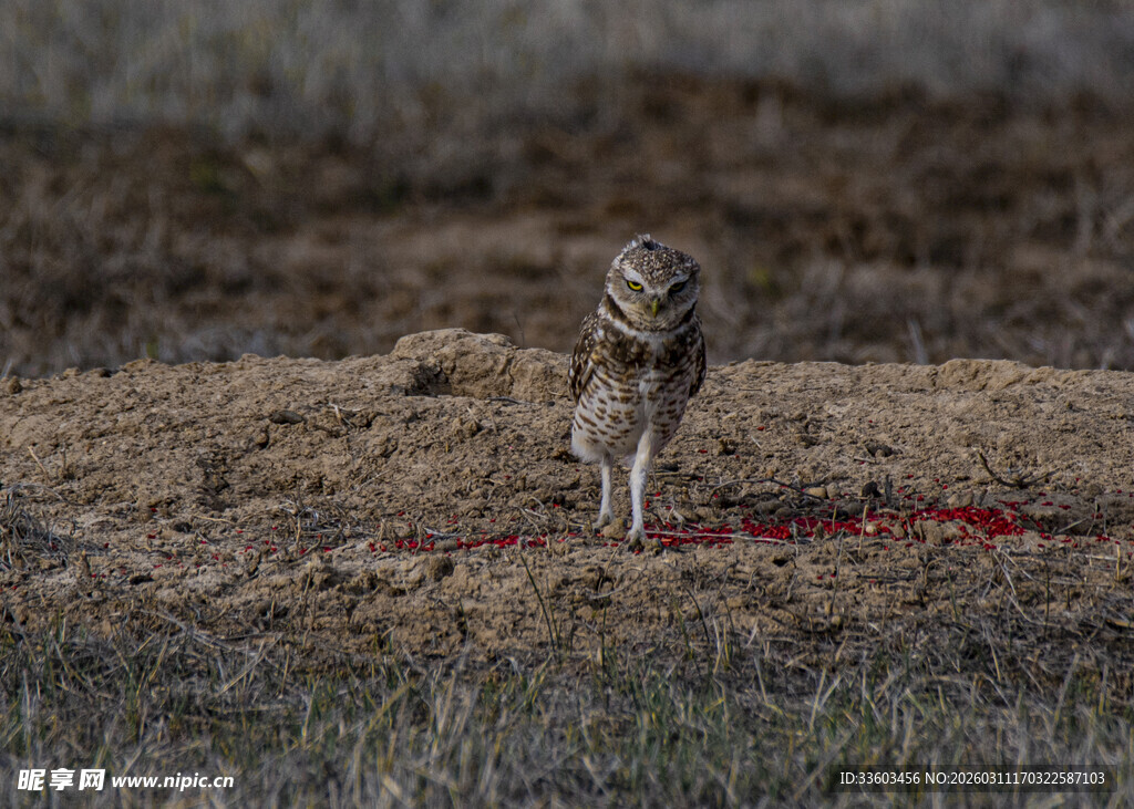 猫头鹰捕食现场画面