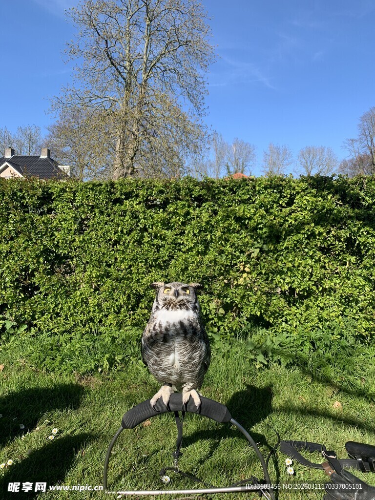 草地上的猫头鹰摆件