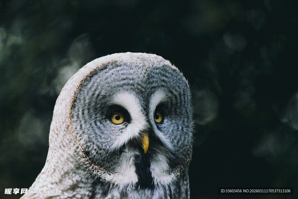 灰林鸮特写