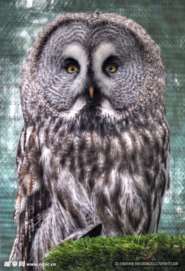 大灰猫头鹰特写