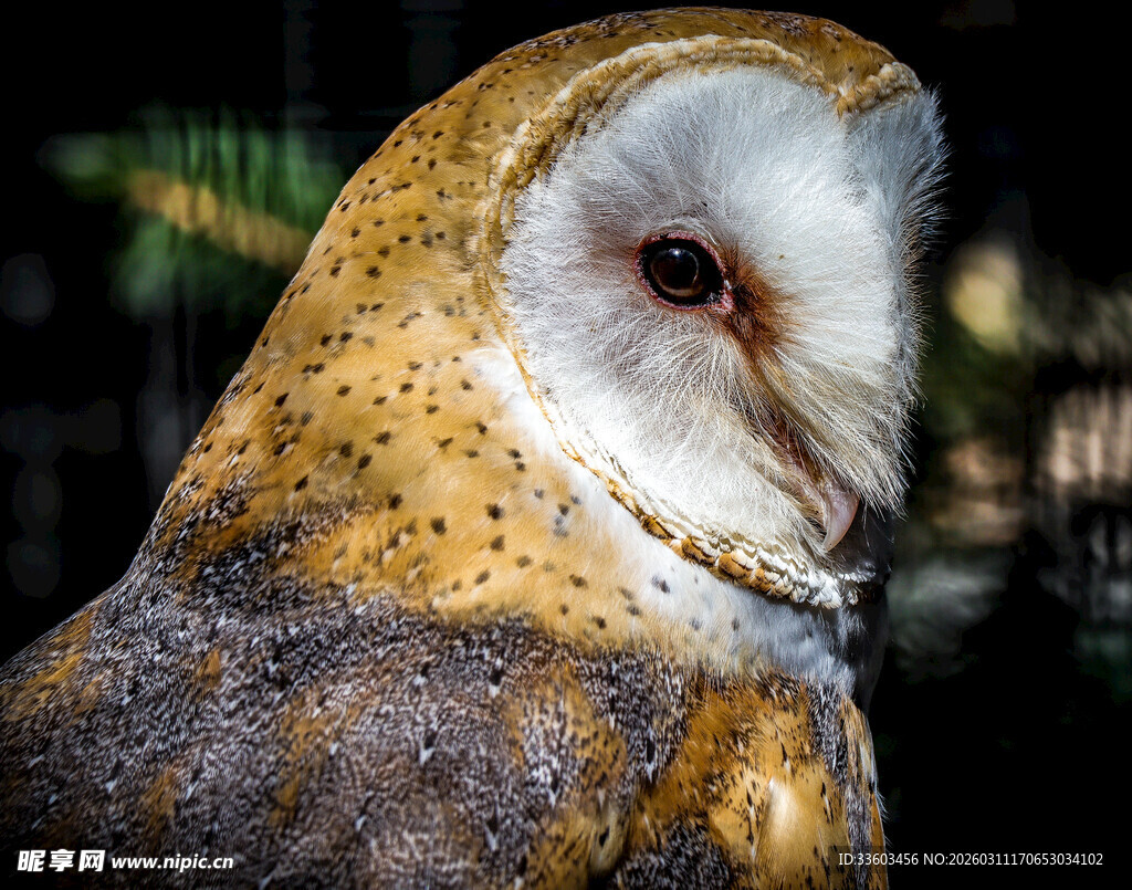 谷仓猫头鹰特写