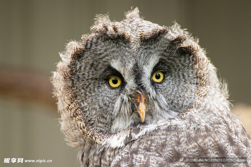 灰毛猫头鹰特写