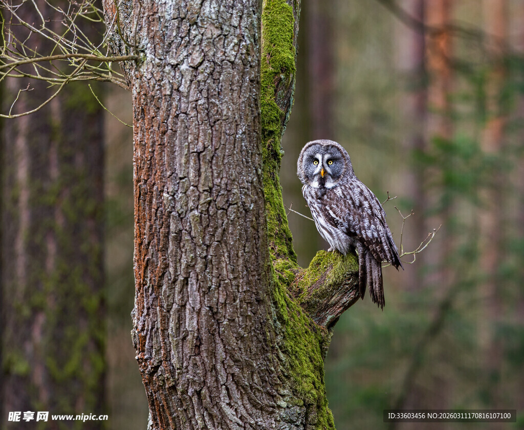 林间树枝上的灰猫头鹰