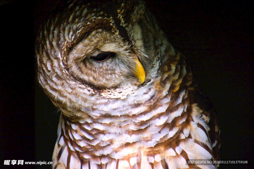 闭眼的条纹猫头鹰