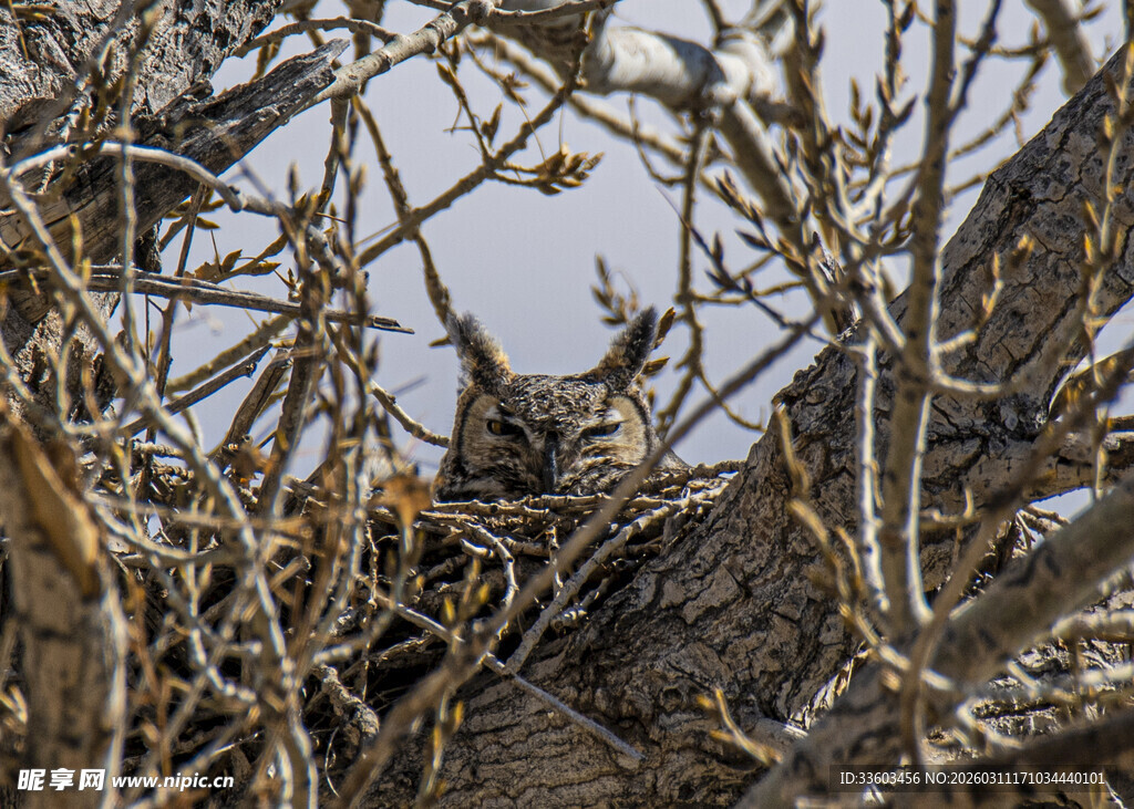 枝头隐蔽的鸟儿