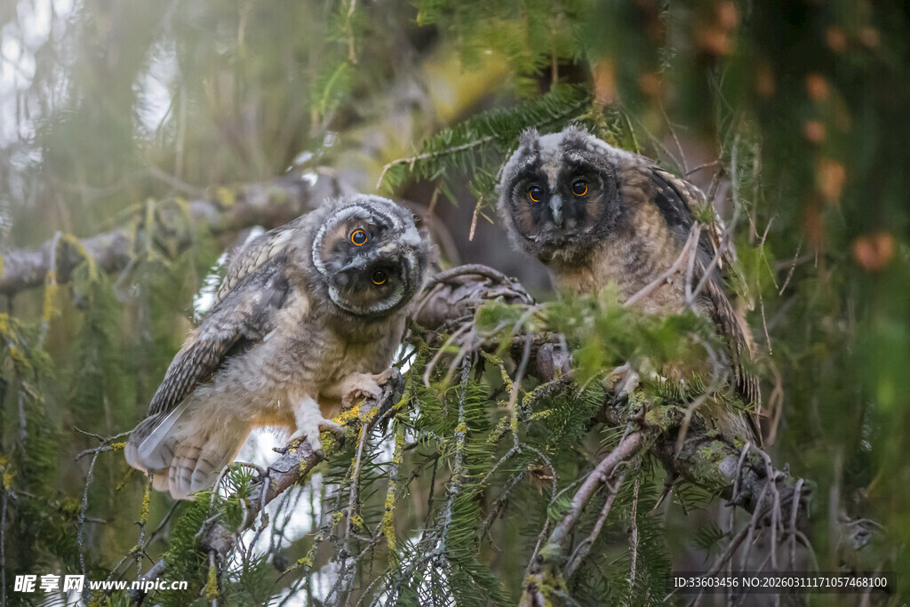 树枝上的两只可爱猫头鹰
