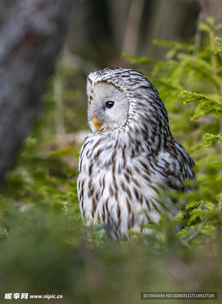 林间的长尾林鸮