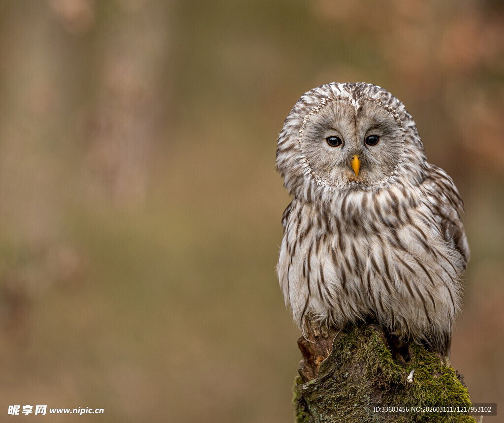 站在树桩上的灰色猫头鹰