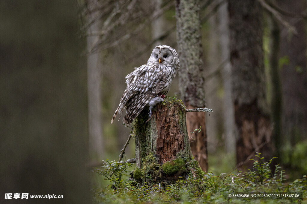 森林中栖息在树桩上的猫头鹰