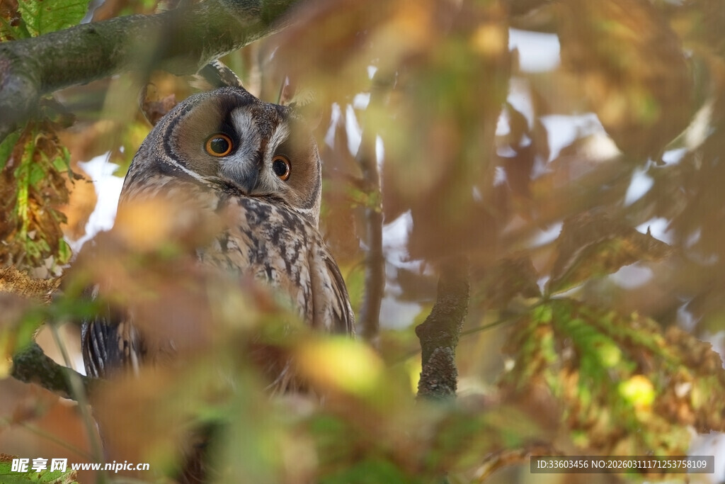 栖息于枝叶间的猫头鹰