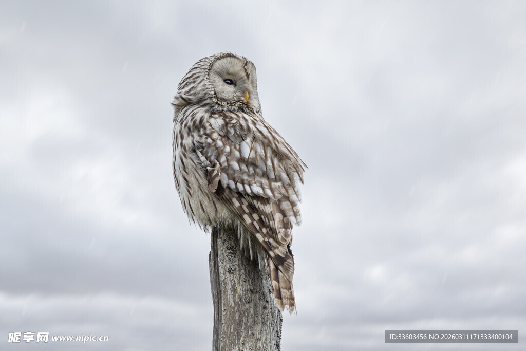 栖息于木桩的灰羽猫头鹰