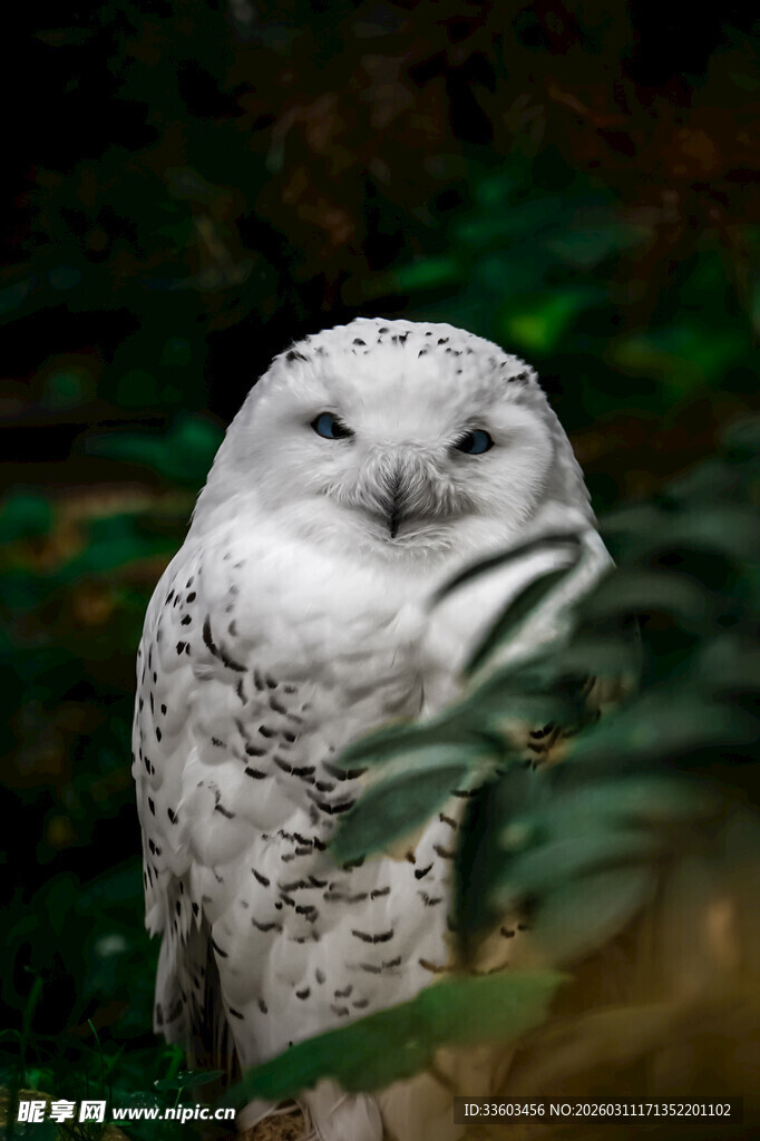 雪地中的优雅白猫头鹰