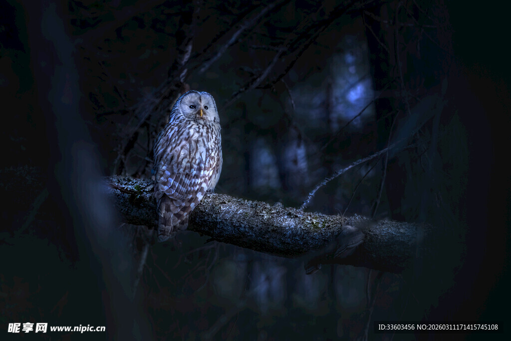 暗夜中的猫头鹰
