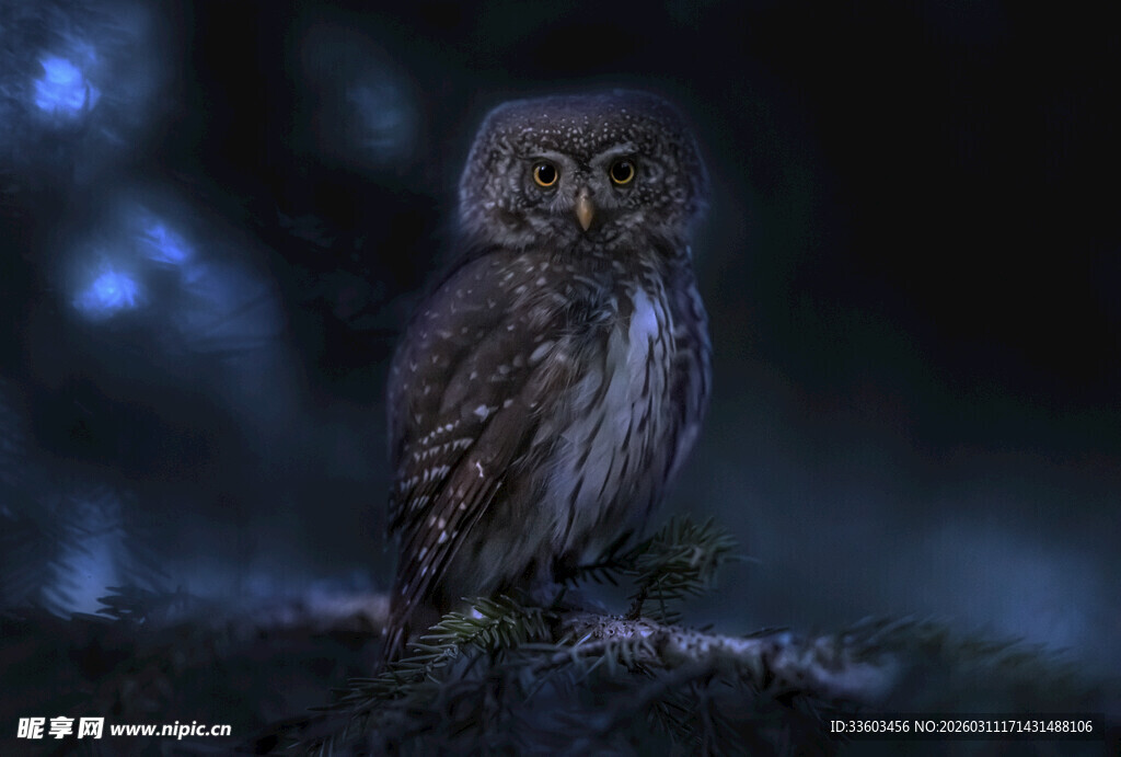 夜间栖息的猫头鹰
