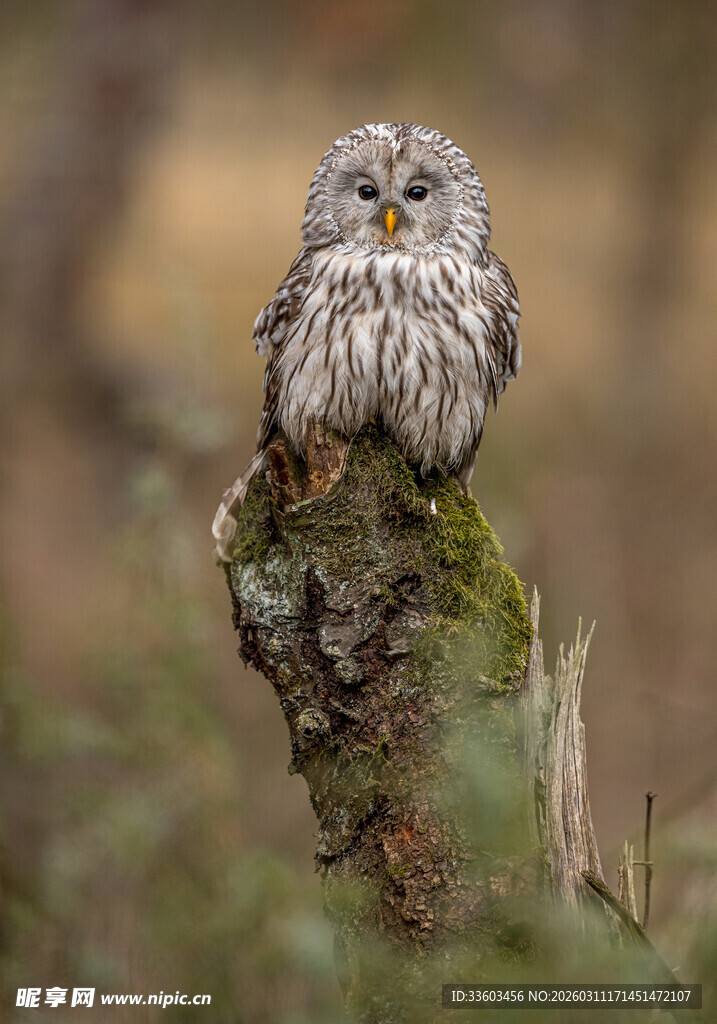 站在树桩上的小巧猫头鹰