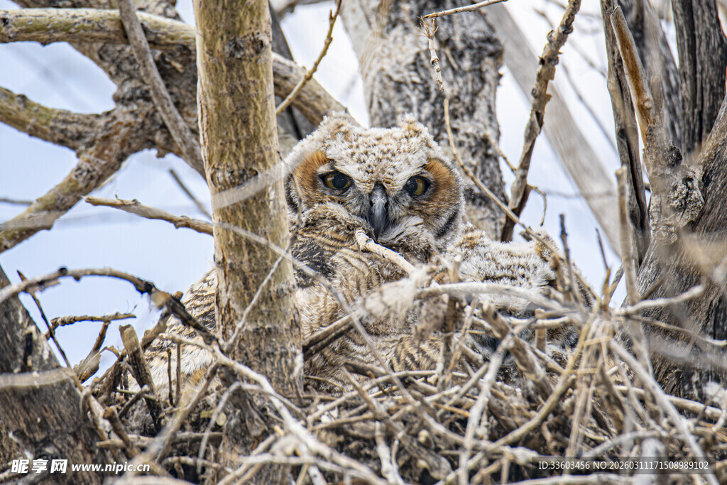 树枝间的猫头鹰