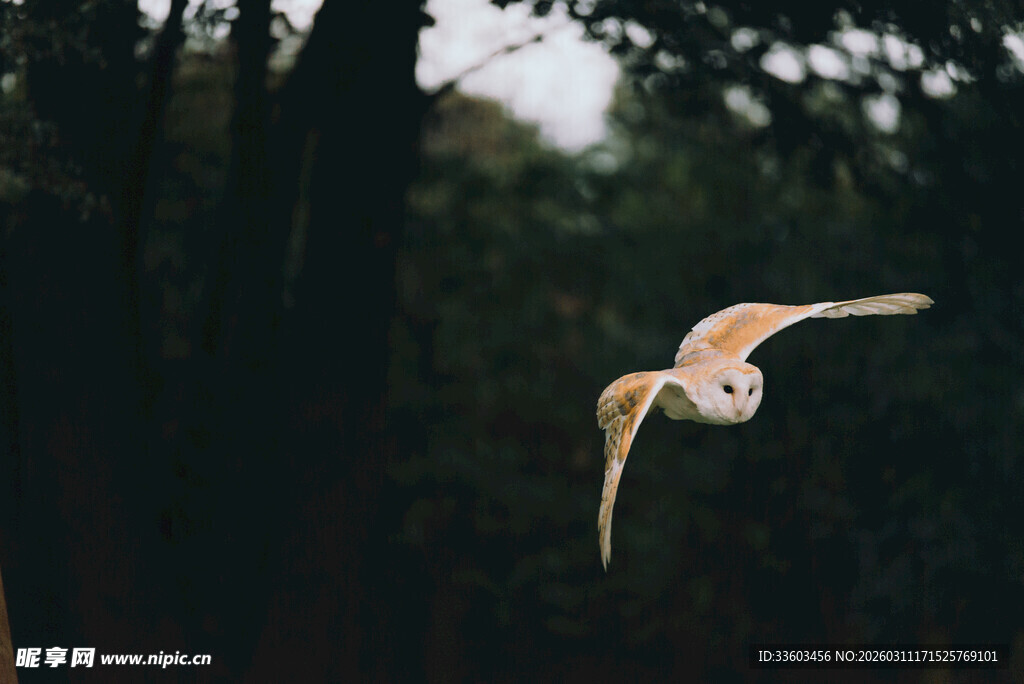 飞翔的猫头鹰