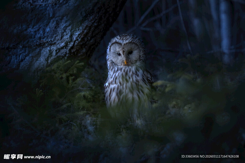 暗夜中的猫头鹰