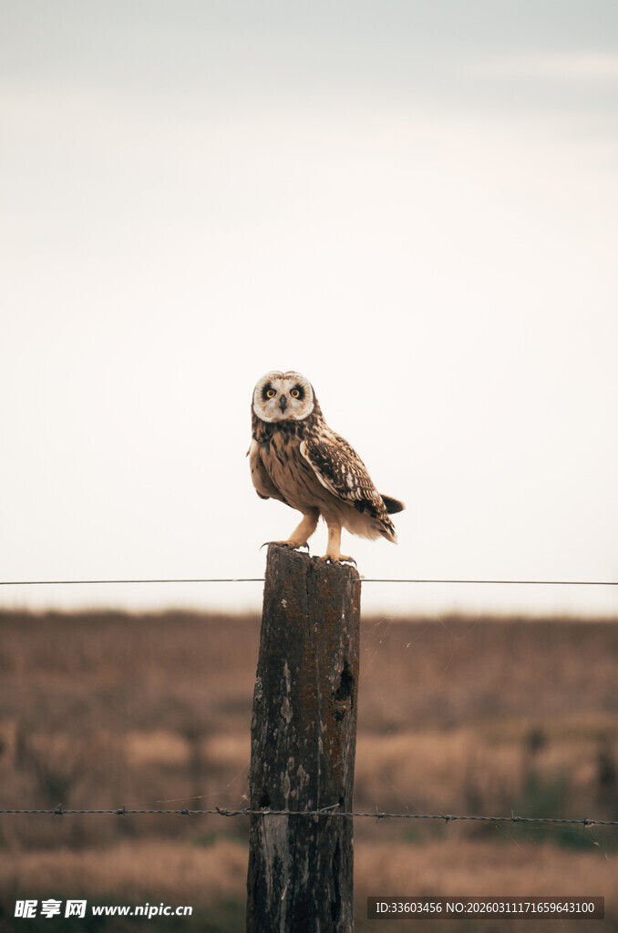 木桩上的猫头鹰