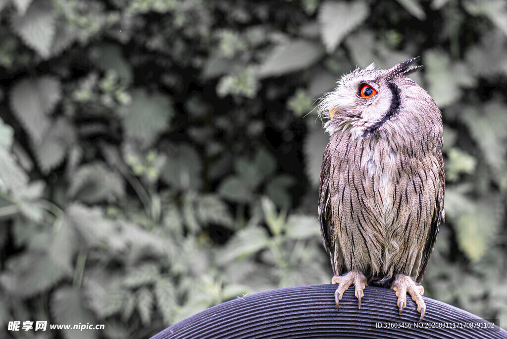猫头鹰立于肩头