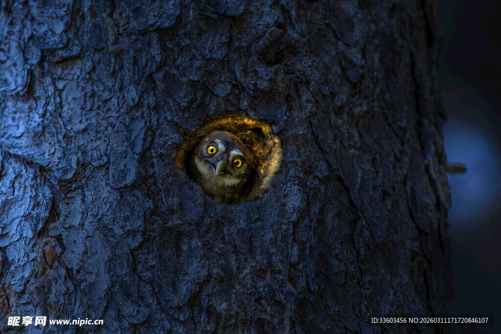 树干上的金色神秘孔洞