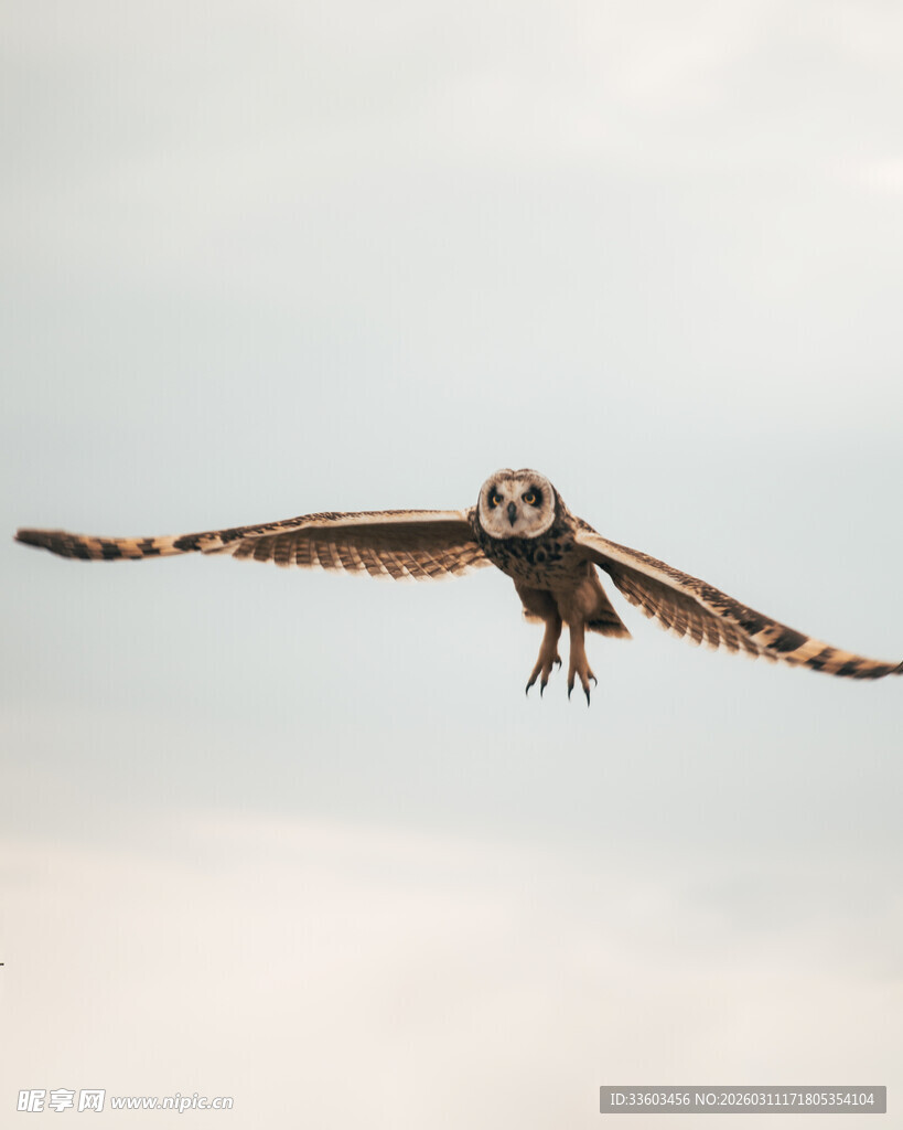 翱翔天际的猫头鹰