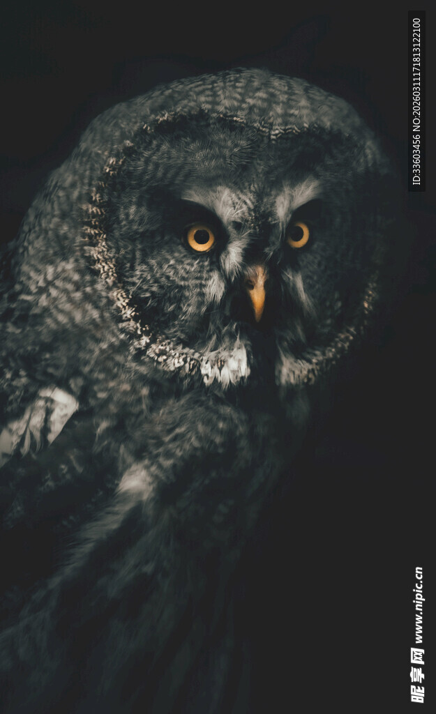 黑夜中的神秘猫头鹰