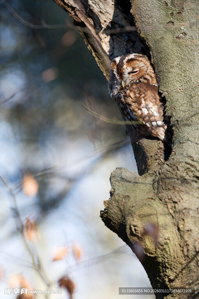 树枝上栖息的猫头鹰