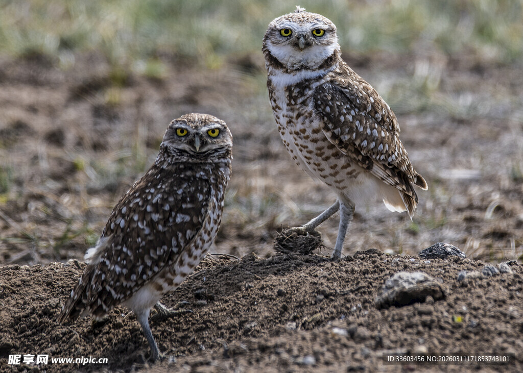 两只站立的穴居猫头鹰