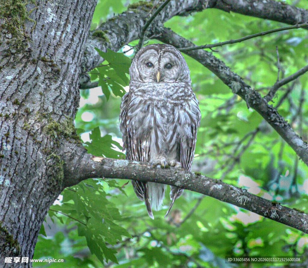 树上栖息的灰猫头鹰