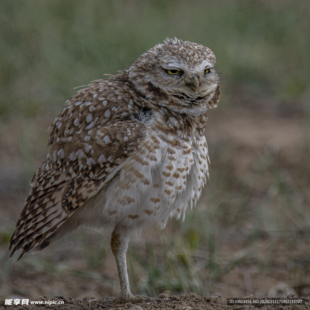 站立的穴居猫头鹰