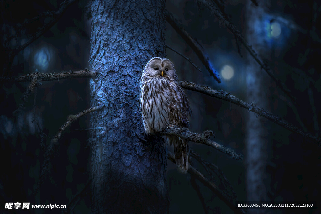 暗夜中栖息的神秘猫头鹰