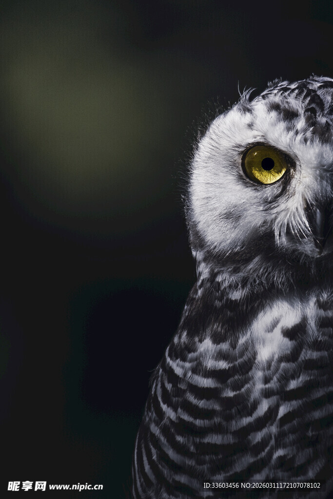 凝视的黑白猫头鹰