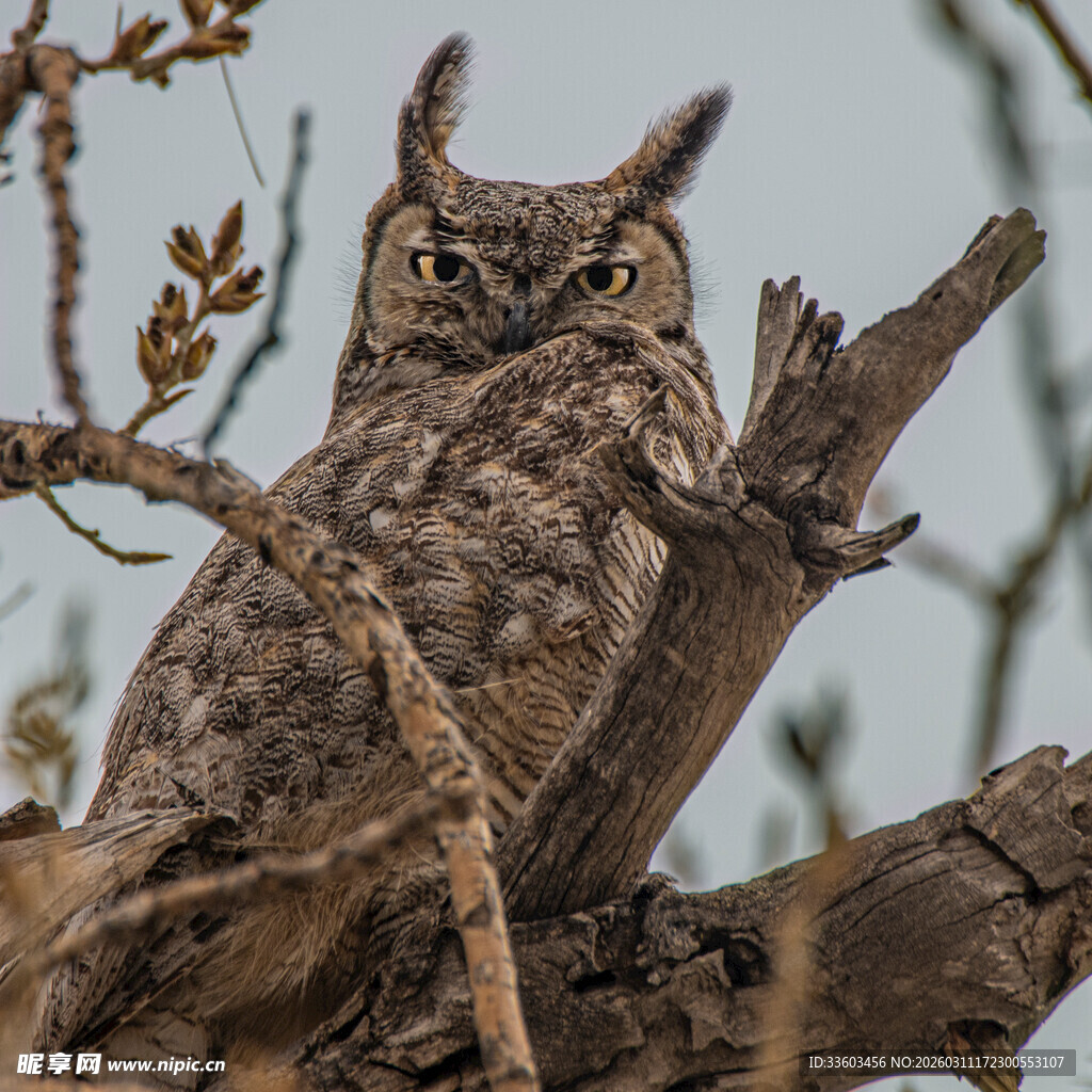 树枝上的猫头鹰