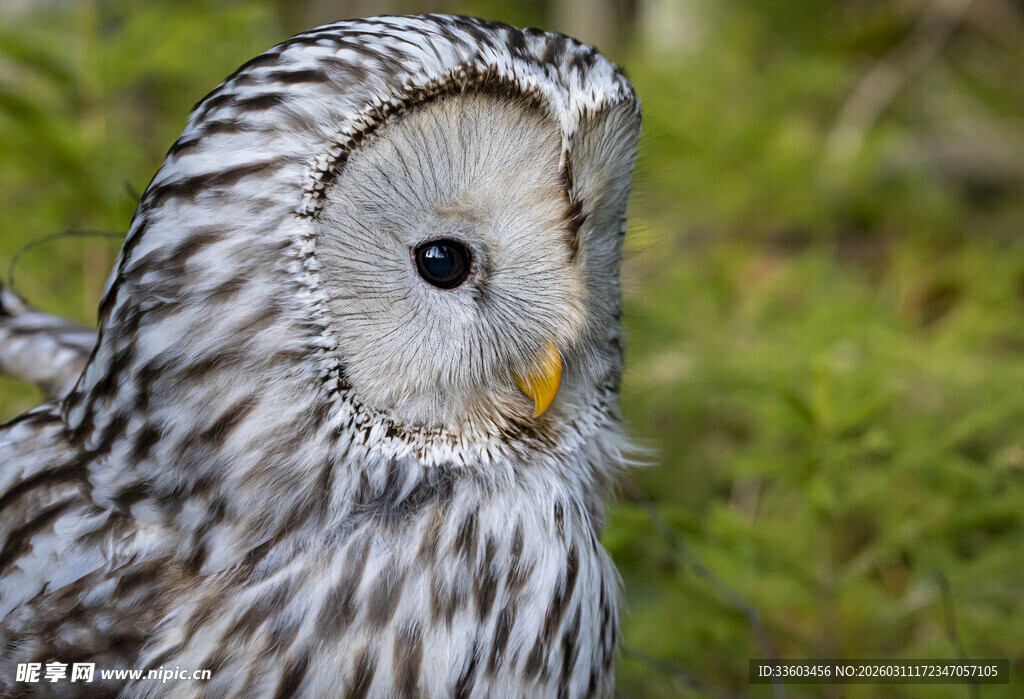 灰白猫头鹰特写