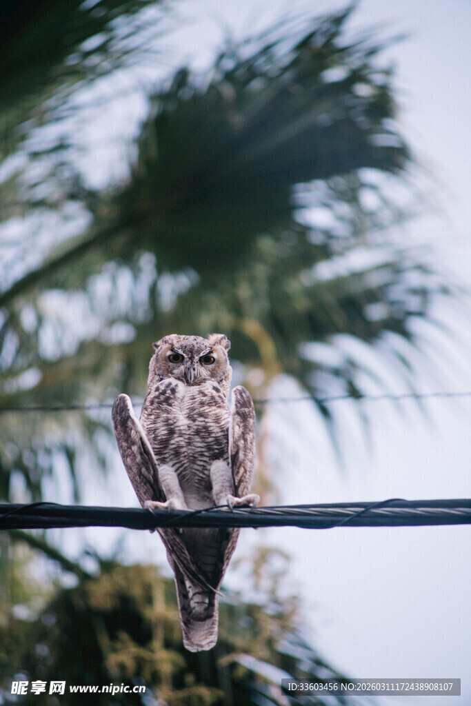 树枝上栖息的猫头鹰