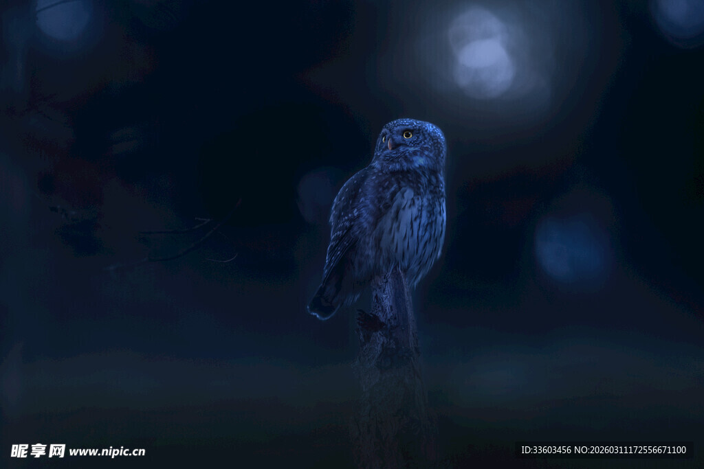夜中孤栖的猫头鹰