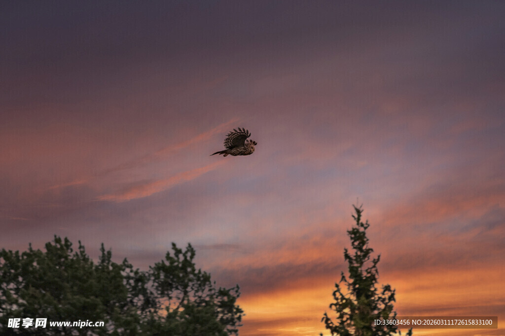 夕阳下空中飞翔 的猫头鹰