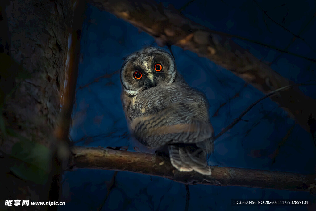 夜间栖息枝头的猫头鹰