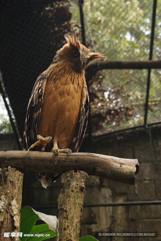 树枝上的猫头鹰