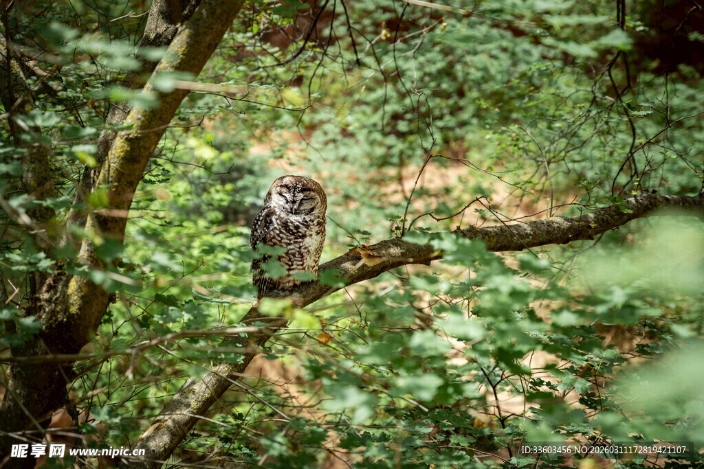 林间栖息的猫头鹰