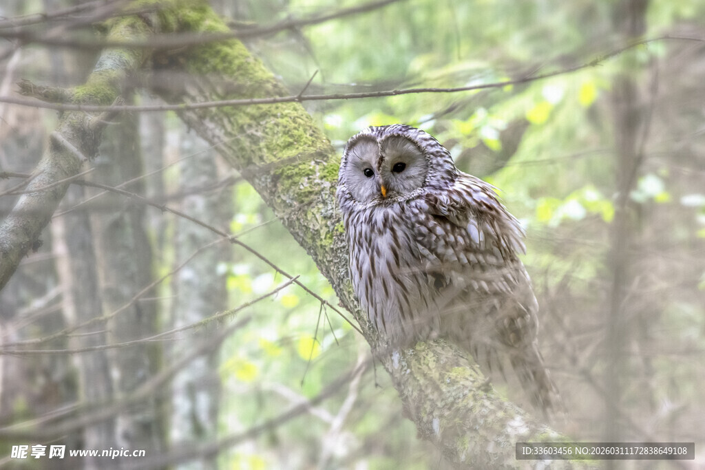 林间栖息的猫头鹰