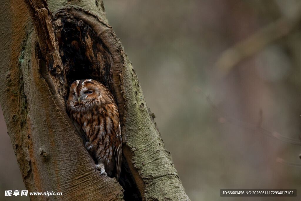 树洞中探头的猫头鹰
