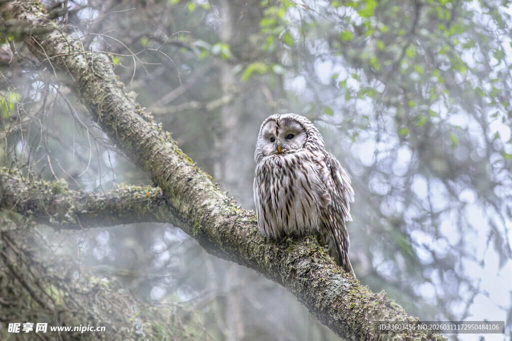 树枝上的猫头鹰